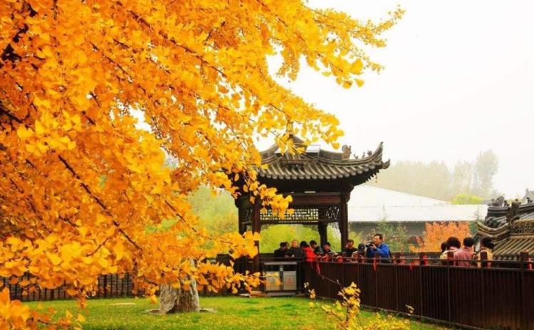 西安古观音禅寺,因李世民栽下的银杏树闻名