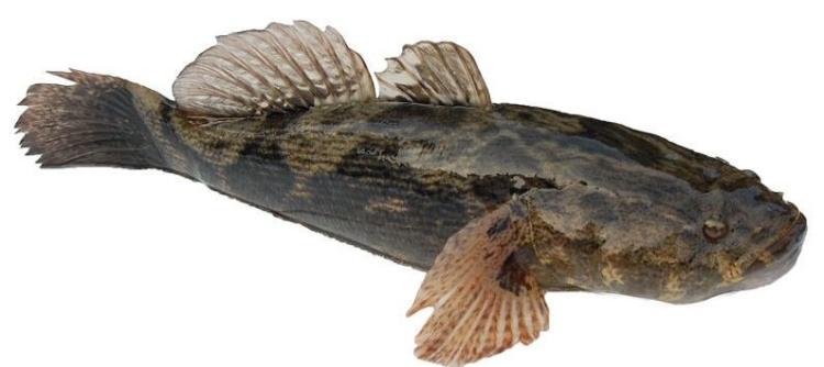 步鱼,学名"沙鳢",俗称"士步鱼",盛产于杭州西湖.