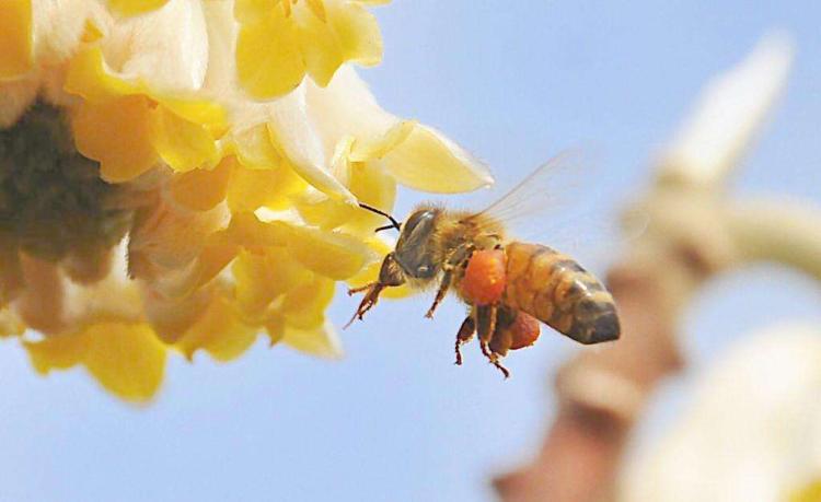 一,寻找花朵   采集花蜜是蜜蜂的一种本能.蜜蜂采蜜时,因为盛开