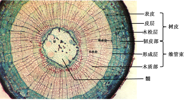 椴树茎的横切面