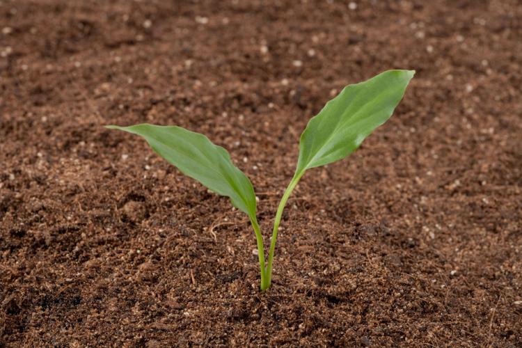 深土层里的水分是如何被植物吸取的?