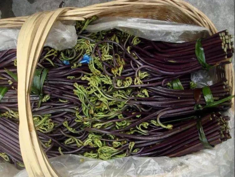 "山菜之王—蕨菜