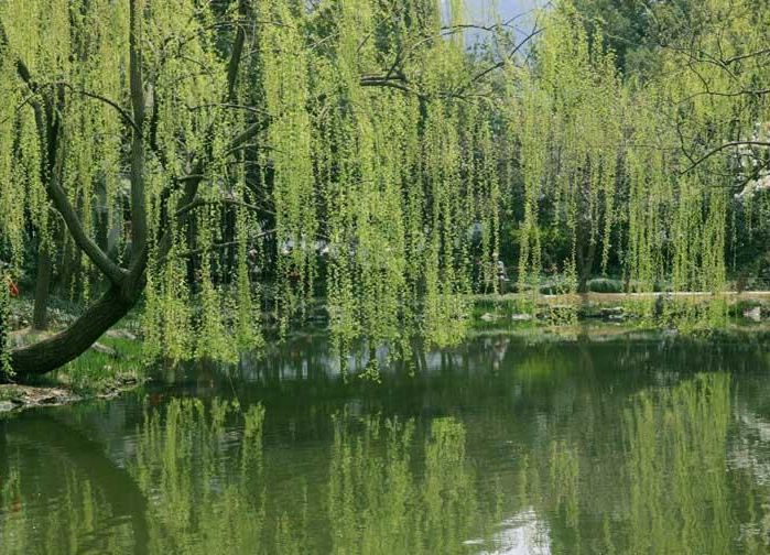 柳影晴湖春意闹