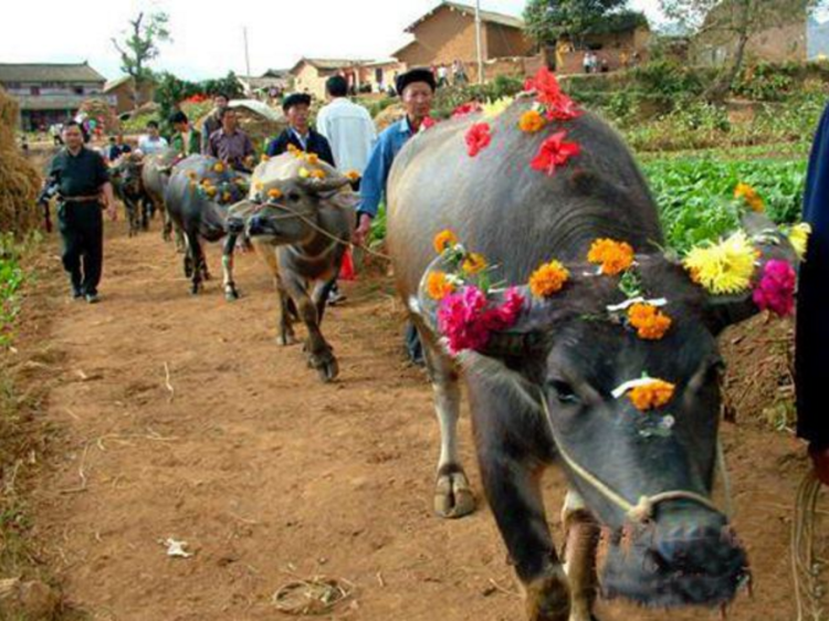 壮族人敬牛,爱牛的传统,充分表现在每年的牛魂节