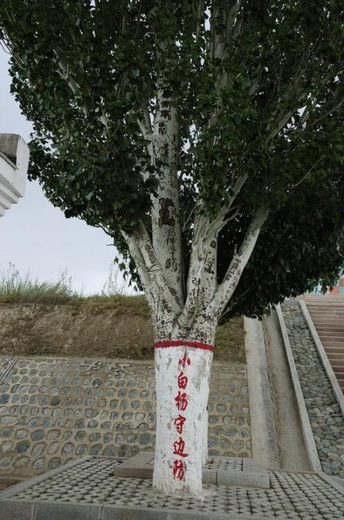 巴尔鲁克山——不仅物产丰富,还是军旅歌曲《小白杨》