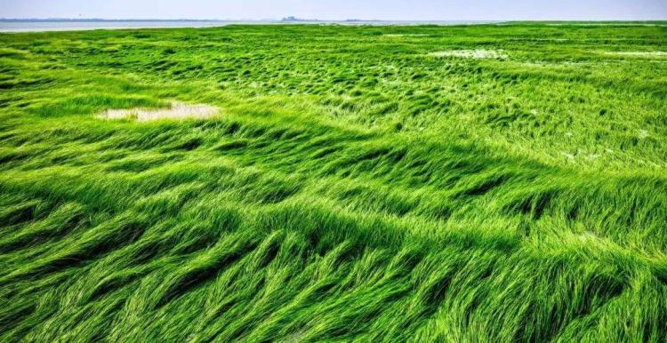 野火无法烧尽满地的野草,春风吹来大地又是绿茸茸