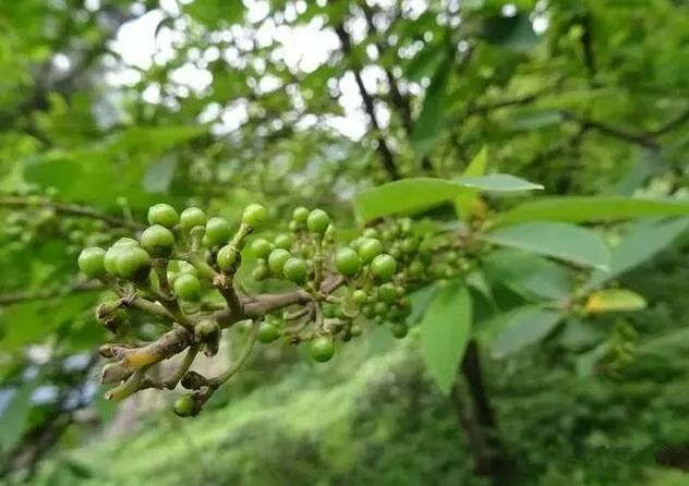 神奇的梅山山胡椒