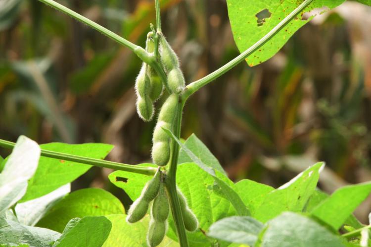 黄豆,为何享有"植物肉"的美誉?