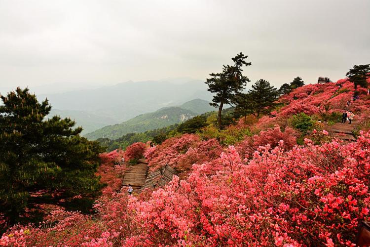 女主角柯湘的形象深入人心,而故事的发生地,位于江西井冈山的杜鹃山