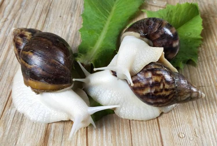 据说,目前市面所食用的大多数白玉蜗牛,是中国科研部门在野生的褐云