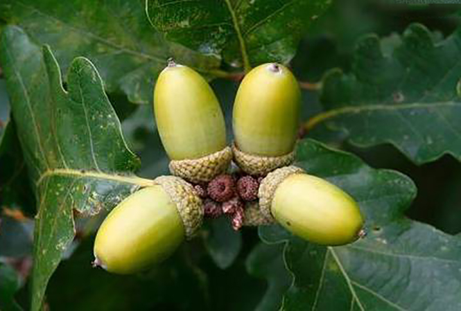 槠栗,又叫黄栗,是一种生长在桐城的苦槠栗树上结出的一种圆形果实.