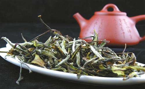 这种白茶有"六养"功能,被称为"健康长寿的妙药"