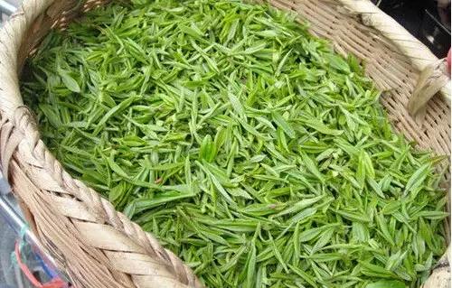 鲜茶叶