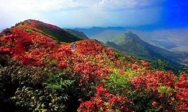 再暖些时候,漫山遍野的映山红,满山红,鹿角杜鹃次第绽放,这其中还有