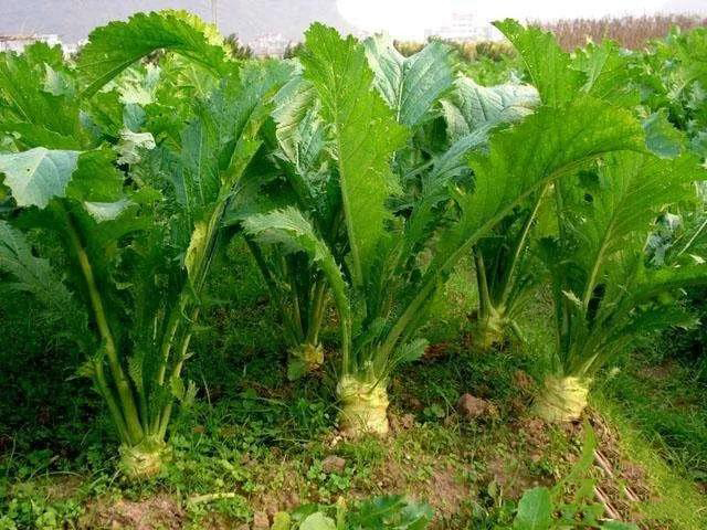 在四川省宜宾一带,人们所称的"大头菜,是一种名"芥菜疙瘩"为的蔬菜.