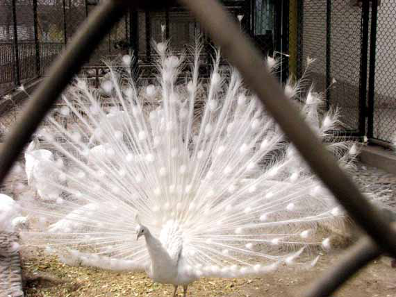 孔雀開屏,老虎踱步,海獅投籃……太原動物園一瞥