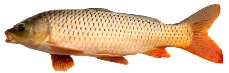 黄河金翅鲤鱼图片