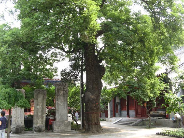 中华第一槐树图片