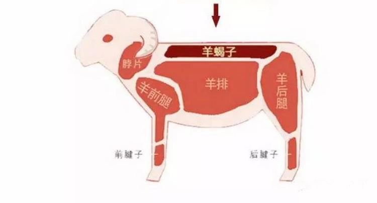 羊的身体部位名称图图片