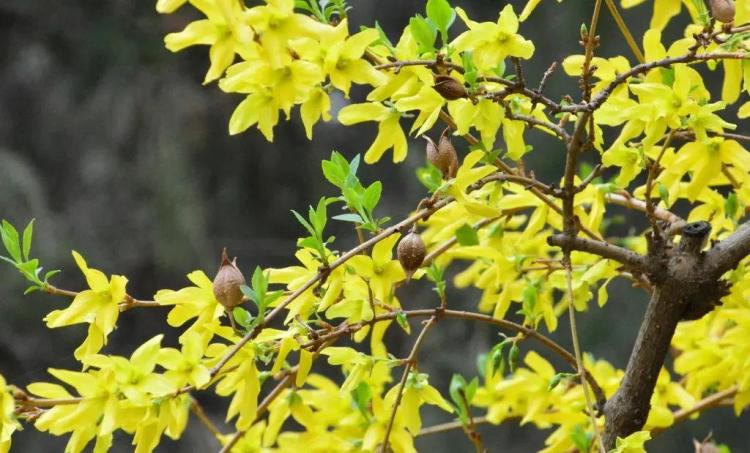 迎春花和連翹花的區別(迎春花和連翹花的區別作文350字)