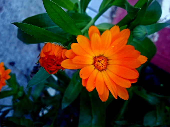 橙色桔梗花花语图片