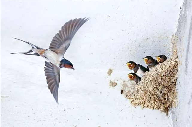 燕子餵食